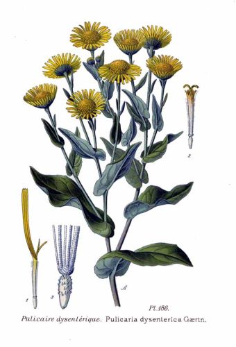 Fleawort - Pulicaria dysenterica - блошница дизентерийная (девясил проносный)
